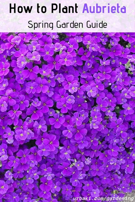 How to plant Aubrieta guide with Jeff Turner. These plants a great for walls or rock gardens, and Jeff demonstrates planting in a large pot. Aubrieta are Spring flowering evergreen perennials with small leaves. The variety demonstrated in this video is a low cascading plant smothered in flowers through April and May which will provide excellent ground cover for walls or sunny banks. Its characteristics make this plant excellent for containers. #gardening #planting #aubrieta #springgarden Ground Cover With Purple Flowers, Aubretia Plant, Aubrieta Ground Cover, Aubrieta Flower, Purple Ground Cover, Ground Cover Flowers, Evergreen Perennials, Cascading Plants, Floral Canopy