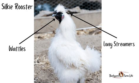 Silkie Hen Vs. Rooster: How To Tell The Difference (With Pictures!) Silkie Hens Vs Roosters, Silkie Rooster, Silkie Hen, Silkie Chickens, Backyard Farming, Pet Day, Chicken Breeds, Baby Chicks, Useful Life Hacks