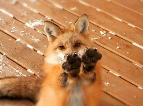 Fox Paws, Fox Pictures, Fox Lover, Animal Funny, Pet Fox, Pretty Animals, Silly Animals, Cute Fox, Cute Creatures