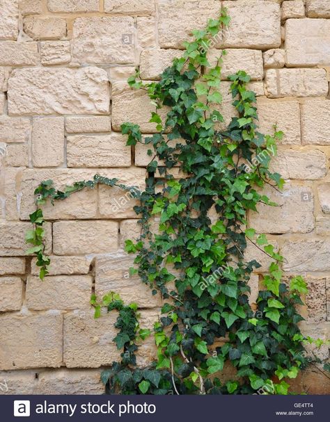 Garden wall of climbing green ivy with painted brick background. Stock Photo Beige Nature, Climbing Ivy, Brick Background, Tree Study, Ivy Vine, English Ivy, Green Ivy, Plant Drawing, Flower Background