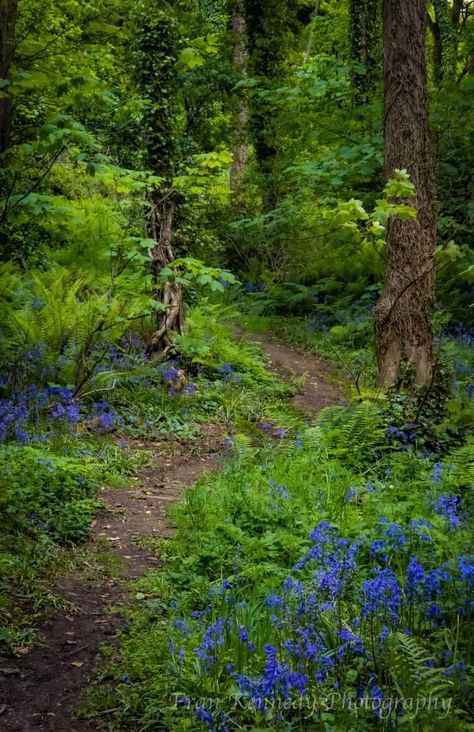 Garden Moodboard, Horse Garden, Forest Paths, Forest Path, Forest Garden, Walk In The Woods, Pretty Places, Garden Paths, Walkway