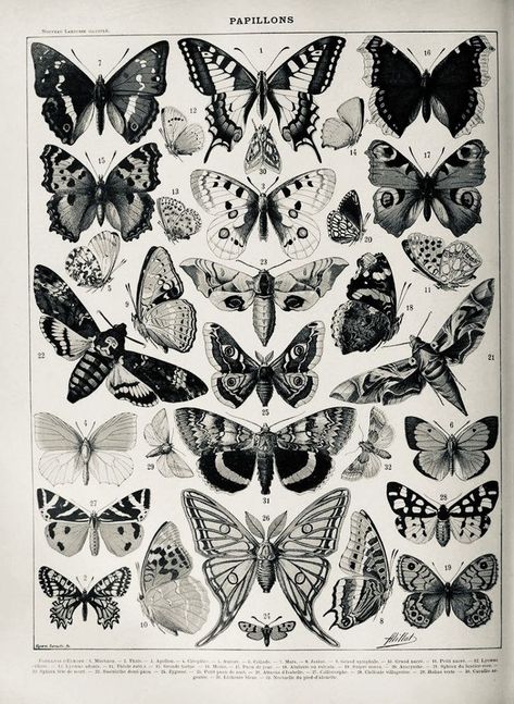 Alt Posters, Adolphe Millot, Vintage Butterfly Print, Grunge Posters, Wal Art, Y2k Posters, Butterfly Poster, Nature Posters, Butterfly Pictures