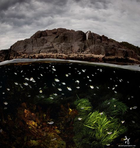 Bushrangers Bay, Half Underwater, Matthew Smith, Underwater Images, Beautiful Wildlife, Underwater Pictures, Under The Ocean, Ocean Photos, Between Two Worlds