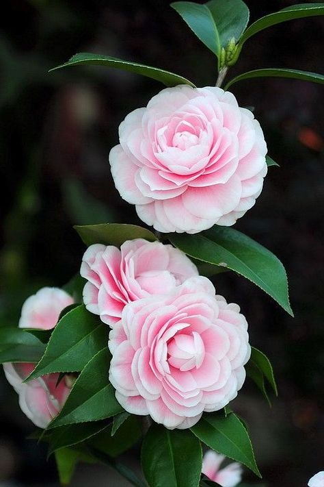 Camelia Japonica -
Camelia - 
Availability: Spring -
Color: Many Flowers Meanings, Flower Camellia, Pictures Flowers, Wallpaper Wedding, Small Pink Flowers, Garden Bouquet, Flowers Pretty, Flower Meanings, Beautiful Pink Flowers