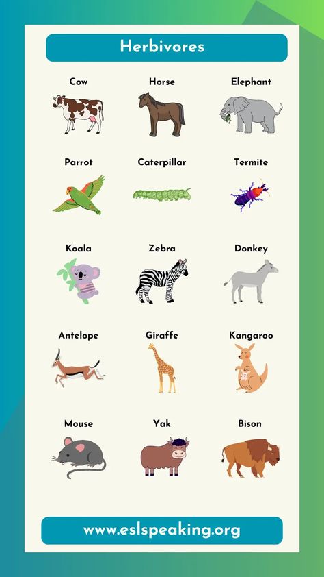 Check out this list of examples of herbivores, along with pictures. Learn the names of the most common plant-eating animals. #herbivore #herbivores #animal #animals #deer #moose #cow #pig Herbivores Animals, Herbivorous Animals, Workplace Safety Tips, Graduation Clip Art, Letter Worksheets For Preschool, Teaching Esl, Study In Canada, Animal Names, Ideal Girl