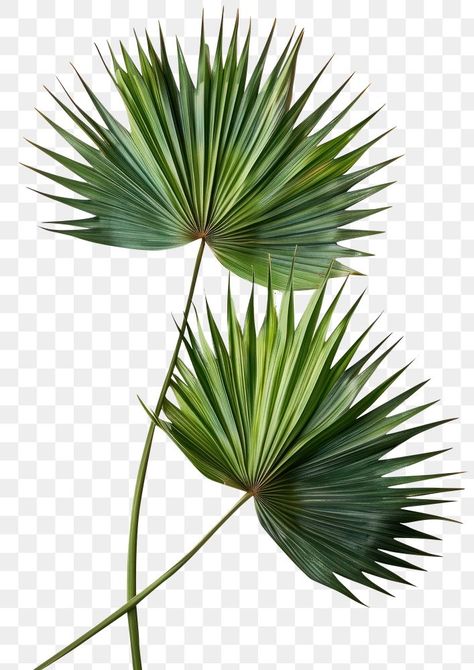 Fan Palm Leaves, Palm Tree Png, Plants Tropical, Leaves Png, Panoramic Art, About Plants, Fan Palm, Tropical Tree, Vintage Tree