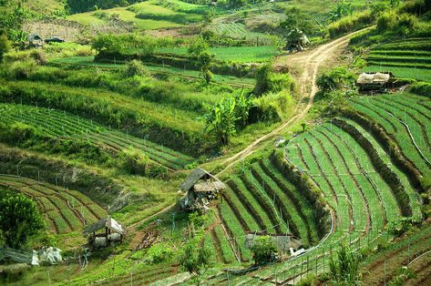 Terraced Farming by Karenmassier Terraced Farming, Terrace Farming, Animals Name With Picture, Dnd City, Farming Village, Valyrian Steel, Farm Village, Rural Scenes, Production Design