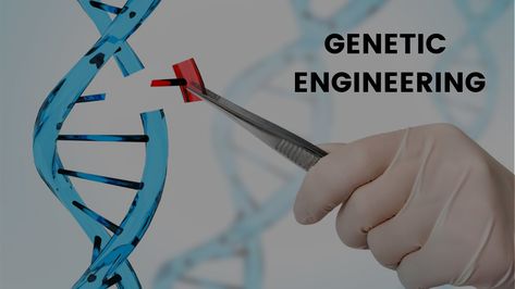 Let's Learn about "Genetic Engineering" with iLearn for Free!!!    Genetic engineering is the act of modifying the genetic makeup of an organism. Modifications can be generated by methods such as gene targeting, nuclear transplantation, transfection of synthetic chromosomes or viral insertion. Selective breeding is not considered a form of genetic engineering.    Check this out: https://www.ilearnclub.org/search?q=genetic+engineering    #GeneticEngineering #Gene #SyntheticChromosomes #iLearn #Wh Genetic Modification, Selective Breeding, Genetic Engineering, Audio Room, Genetic Testing, Genetically Modified, Free Courses, The Act, Genetic