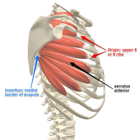 Serratus Anterior Muscle, Serratus Anterior, Human Muscle Anatomy, Shoulder Girdle, Sports Massage Therapy, Muscle Anatomy, Foot Reflexology, Human Anatomy And Physiology, Medical Anatomy