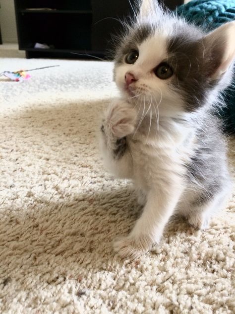 Fluffy Gray Kitten, White Cat With Grey Spots, Grey And White Cats, Gray And White Kitten, Grey And White Kitten, Gray And White Cat, Gray Kitten, Grey And White Cat, Dream's Cat