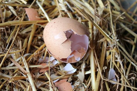 Tips for egg eating chickens Raising Chickens 101, Pet Chicken, Brown Chicken, Chickens And Ducks, Building A Chicken Coop, Game Birds, Pet Chickens, Raising Chickens, My Pet