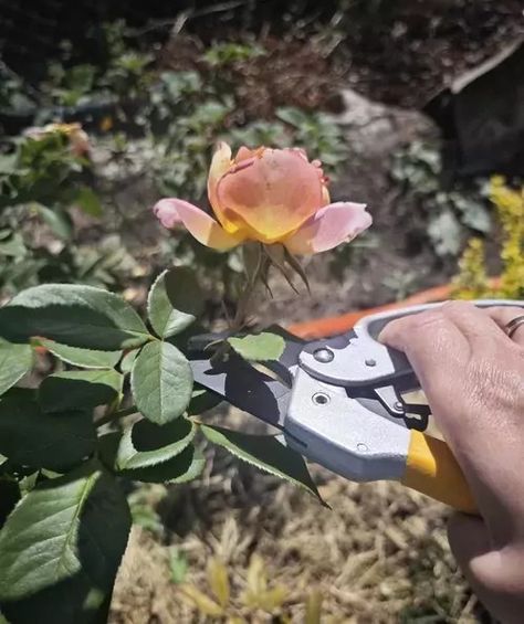 Pruning Techniques for Roses Roses Garden Care, Rose Garden Landscape, Floribunda Roses, Best Roses, Rose Care, Thriving Garden, Vase Shapes, Rose Bush, Garden Care