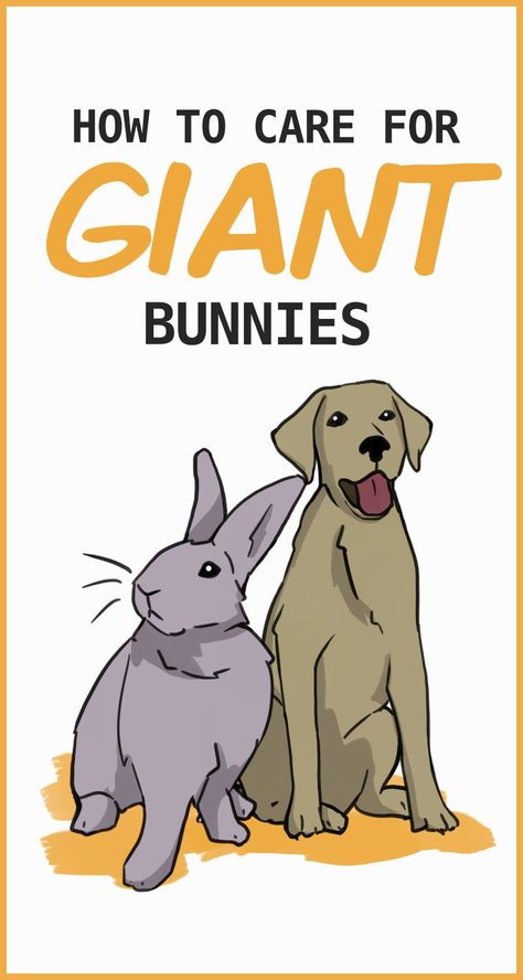 In general, giant and large breeds of rabbits can be cared for the same as smaller rabbits. There are different requirements for housing and diet, to accommodate the larger size. Giant Rabbits are also more at risk for some medical concerns, such as heart attack and arthritis. Flemish Giant Rabbit Indoor Enclosure, Continental Giant Rabbit, Giant Rabbit Breeds, Breeds Of Rabbits, Giant Rabbits, Rabbit Health, Rabbit Facts, Flemish Giant Rabbit, Rabbit Behavior