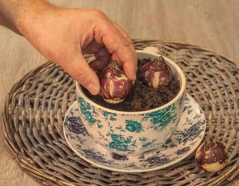 Forcing bulbs indoors makes them bloom earlier than they would out in the garden. Learn how to force bulbs for a colorful indoor display! Winter Bulbs Indoors, Forced Bulbs For Christmas, Indoor Bulb Planting, Forcing Bulbs Indoors, Bulb Forcing, Hyacinth Bulbs Indoors, Growing Bulbs Indoors, January Decorations, January Decor