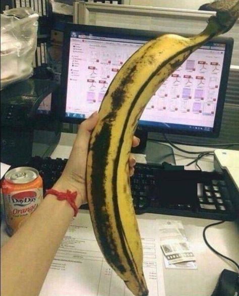 Banana Funny, Quality Memes, Picture Day, Funny Animal Memes, You Funny, Animal Memes, Bones Funny, New Memes, Funny Photos