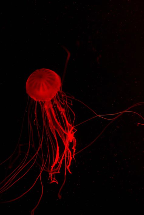 Red Jellyfish Aesthetic, Red Jellyfish Wallpaper, Dark Nautical Aesthetic, Red Jellyfish, Red Widget, Red Stuff, Nautical Aesthetic, Amazing Wallpaper, I See Red