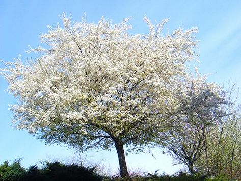 Blackthorn Tree, Cornwall Garden, Goth Cottage, Pollinator Plants, Eco Garden, Tree Pruning, Pink Garden, White Gardens, Deciduous Trees