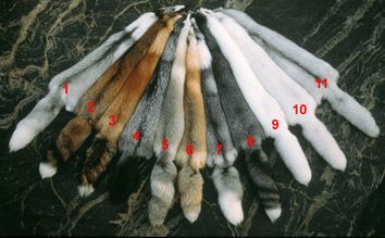 Fur pelts of mink, fox, sable, chinchilla, lynx, beaver, raccoon, coyote for the fur trade Pine Marten, Rabbit Fur Jacket, Fur Trade, Bear Rug, Timber Wolf, Fur Accessories, Mink Coat, Small Pictures, Special Dresses