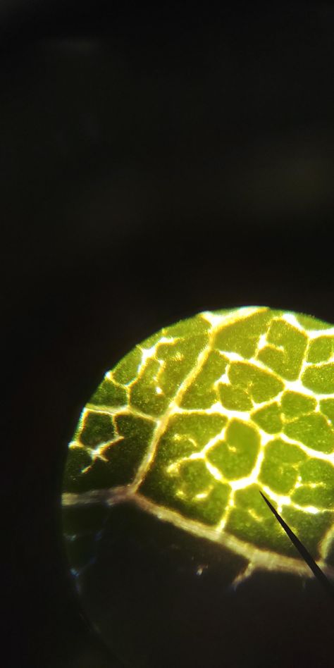 The way this leaf looks under a microscope Leaf Under Microscope, Under Microscope, Under A Microscope, Under The Microscope, Real Leaves, Rose Leaves, Things Under A Microscope, Painted Leaves, Homework