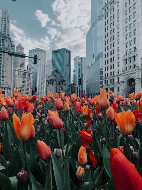 #chicago #windycity #aesthetic #flowers #tulips Chicago Spring, Flowers Tulips, Aesthetic Flowers, Spring Wallpaper, 2025 Vision, Windy City, Flower Field, Phone Backgrounds, Pumpkin Patch