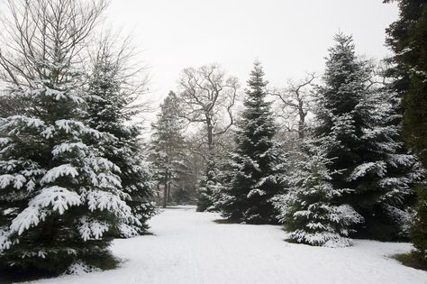 Narnia Room, Snowy Garden, London Snow, Kew Gardens London, Winter Girl, Gorgeous Scenery, Wild Adventures, Kew Gardens, Winter Girls