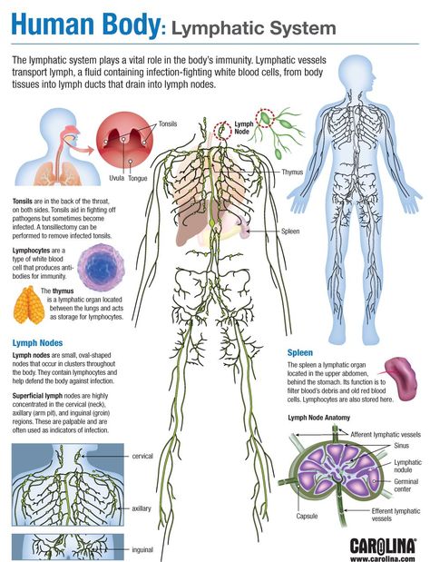 Human Body: Lymphatic System | Carolina.com Sistem Saraf, Human Body Facts, Basic Anatomy And Physiology, Medical Student Study, Nursing School Survival, Human Body Anatomy, Nursing School Tips, Medical School Studying, Nursing School Notes