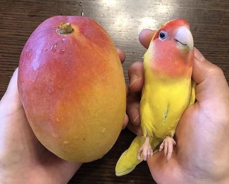 Mango Mango, Orange