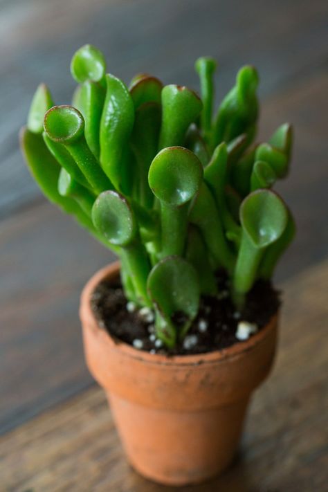 Types Of Succulents Plants, نباتات منزلية, Types Of Succulents, Crassula Ovata, Growing Succulents, Succulent Gardening, Succulents Indoor, Succulent Care, Jade Plants