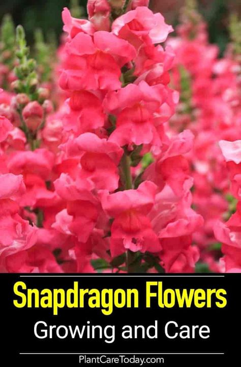 Snapdragon plants, old-fashioned flowers native to the Mediterranean. Snapdragons add color and fragrance to sunny flower gardens during summer. [LEARN] Planting Snapdragons, Snapdragon Plant, Growing Snapdragons, Snapdragon Garden, Snapdragons Flowers, Butterfly Border, Snap Dragons, Snap Dragon, Dragon Flower