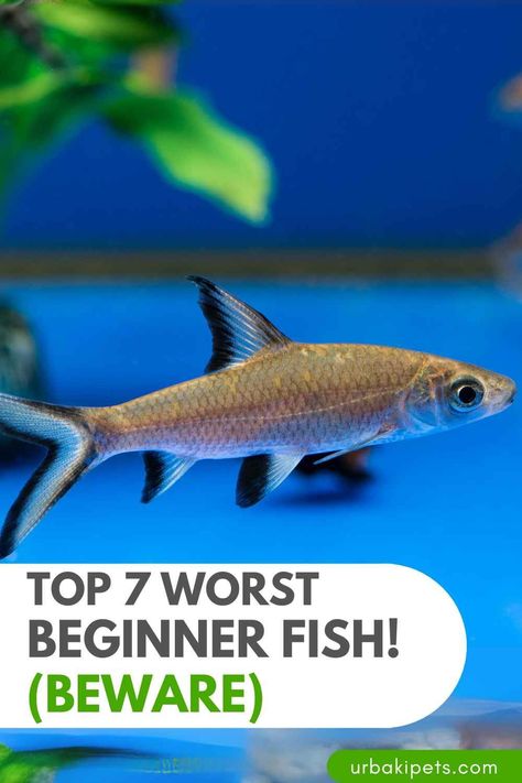 Embarking on the journey of setting up a home aquarium can be an exciting venture, but the choices made during the initial stages can significantly impact the success and enjoyment of the hobby. In the realm of aquarium keeping, there exists a cautionary topic: the selection of the worst beginner fish. While many fish species are well-suited for novice aquarists, some prove to be challenging, requiring a higher level of expertise and care. "Worst Beginner Fish (BEWARE)" serves as... Fish For Beginners, Aquarium Store, Fish Keeping, Bad Choices, Discus Fish, Fishing For Beginners, Fish Species, Home Aquarium, Saltwater Tank