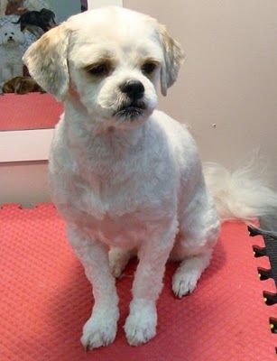 Shih Tzu Haircuts, Shih Tzu Grooming, Shih Poo, Dog Haircuts, Puppy Art, Labrador Retriever Puppies, Shih Tzu Puppy, Shih Tzu Dog, Lhasa Apso