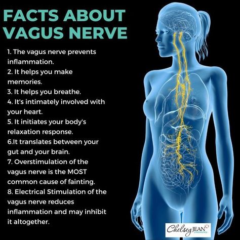 Vagus Nerve Anatomy, What Is The Vagus Nerve, Heal Vagus Nerve, Vagus Nerve Healing Essential Oils, Vagus Nerve Massage, Vagus Nerve Exercise, Vague Nerve, Vagas Nerve, Vagus Nerve Healing