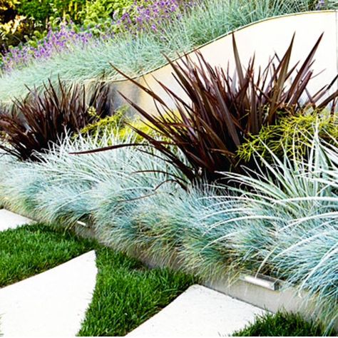 Blue Fescue, Drought Tolerant Garden, Drought Tolerant Landscape, Grasses Landscaping, Front Landscaping, Grasses Garden, Front Yard Landscaping Design, Ornamental Grasses, Landscaping Plants