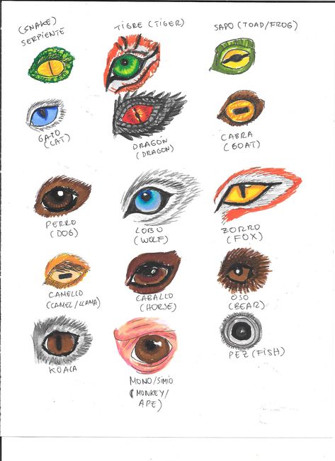 Animal Eye Art Project, Animal Eye Reference, How To Draw Animal Eyes, Eyes Types Drawings, Animal Eye Art, Animal Eye Drawing, Animal Eyes Drawing, Books Nooks, Wood Container