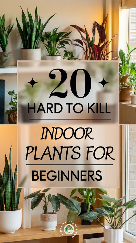 "Discover 20 hard to kill indoor plants perfect for beginners! This guide 
features beginner-friendly houseplants that are low maintenance and 
resilient, making them ideal for any home. Explore durable houseplants and 
tough indoor plants that thrive with minimal care. From robust houseplants 
to easy to care for indoor plants, find the perfect indoor plants for 
beginners. These hardy houseplants for beginners are not only sturdy but 
also enhance your living space!" Indoor Easy Plants, Plants For Room Decor, Beginner Friendly Plants, Indoor Plant Guide, How To Grow Plants Indoors, Caring For Indoor Plants, Coolest House Plants, House Plant Care Guide, Beginner House Plants