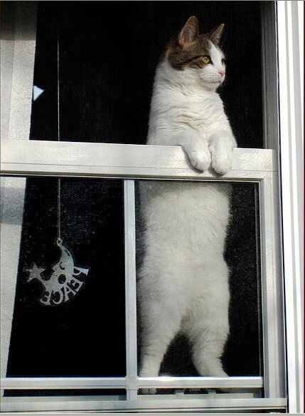 Cat Standing, Cat Cleaning, Cat Window, Cat Stands, Looking Out The Window, Curious Cat, Cat Training, Cute Cats And Kittens, Cat Sitting