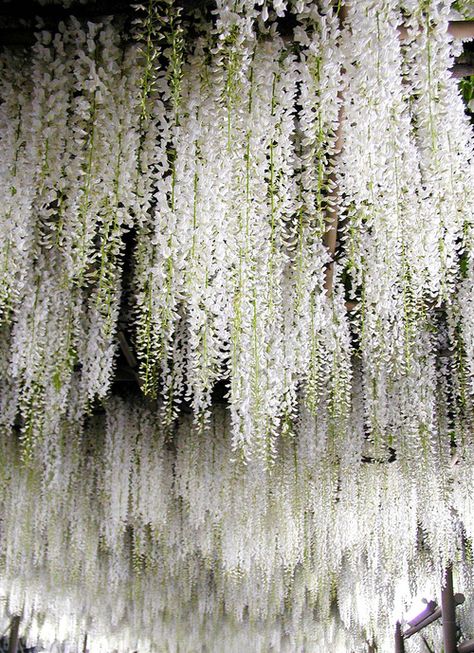 White Wisteria Canopy | Ashikaga Flower Park, Tochigi, Japan 足利フラワーパーク Flowers Hanging, White Wisteria, Moon Garden, White Gardens, The Ceiling, Dream Garden, Wisteria, Pretty Flowers, Garden Inspiration