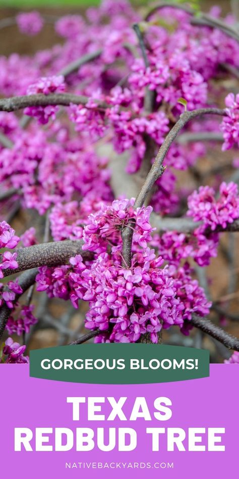 5 Reasons to Plant a Texas Redbud Tree - Native Backyards Texas Redbud Tree, Texas Redbud, Small Landscape Trees, Eastern Redbud Tree, Texas Trees, Cercis Canadensis, Texas Plants, Texas Native Plants, Texas Garden