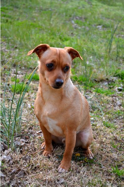 Breed Profile: Chiweenie | Sarasota Dog Chiweenie Dogs, Apartment Dogs, Animal Advocacy, Pet Photographer, Dog Beach, Therapy Dogs, Pet Sitters, Animal Hospital, Dog Trainer