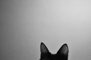 Photo Blake Belladonna, Catty Noir, Selina Kyle, Sirius Black, Jolie Photo, White Photo, Character Aesthetic, Catwoman, Black Panther