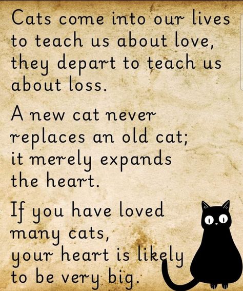 Cat Poems Short, Cat Lovers Quotes, Inspirational Cat Quotes, Black Cat Quotes, Cat Poems, Cat Lover Quote, Cat Love Quotes, Cat Quotes Funny, Silly Cats Pictures