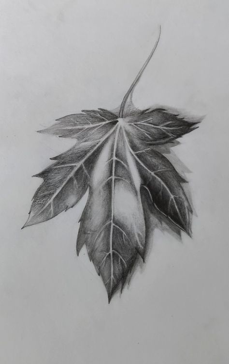 Foliage Drawing, Leaves Sketch, Realistic Sketch, Nature Art Drawings, Leaf Drawing, Still Life Drawing, One Piece Drawing, Book Art Drawings, Art Drawings Sketches Simple