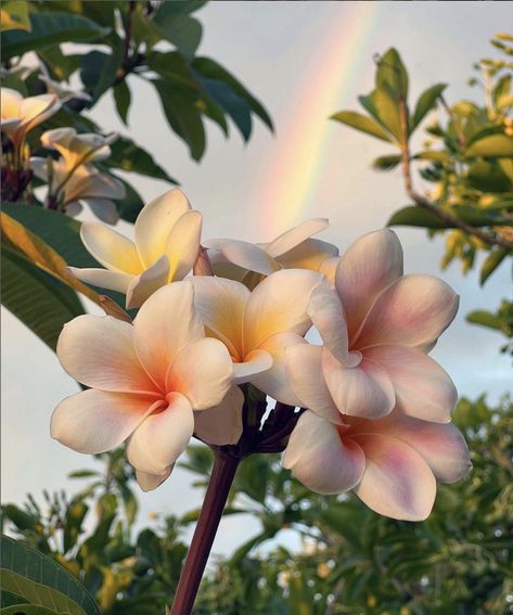 Plumeria Wallpaper Aesthetic, Plumeria Bonsai, Plumeria Aesthetic, Monoi Flower, Plumeria Flower Tattoos, Manba Gyaru, Plumeria Tree, Find Aesthetic, Hawaiian Plumeria