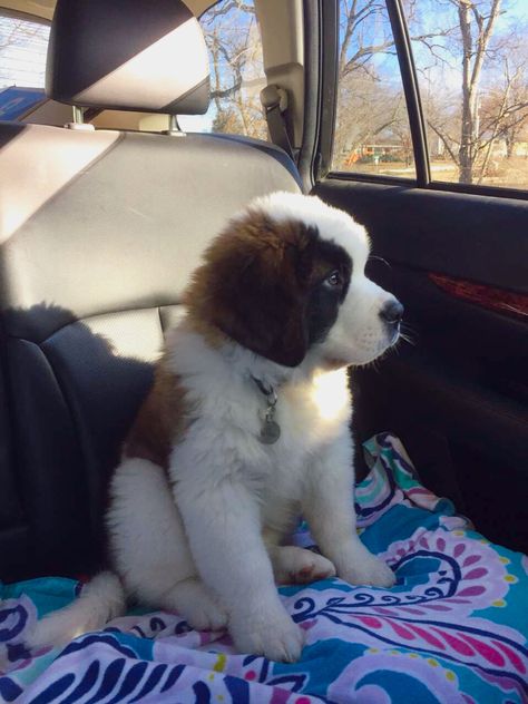 St Bernard Puppy, St Bernard Dogs, Bernard Dog, Cute Dog Photos, Kittens And Puppies, St Bernard, Cute Dogs And Puppies, The Saint