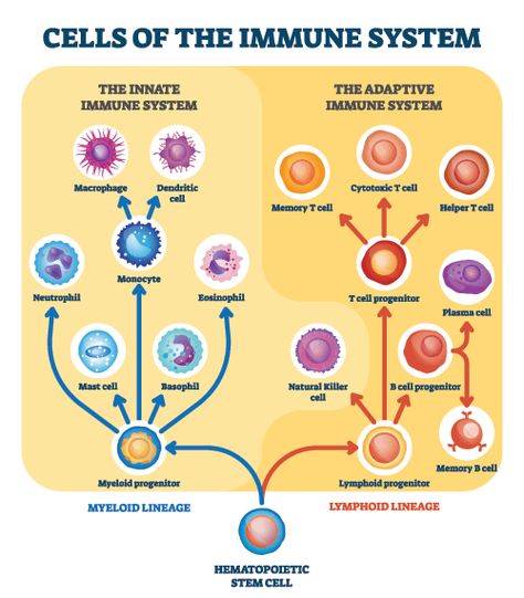 Immune System Nursing, Immune System Cells, Csiro Total Wellbeing Diet, Adaptive Immune System, How To Boost Your Immune System, Better Diet, Medical Laboratory Science, Medical School Studying, Nursing School Notes