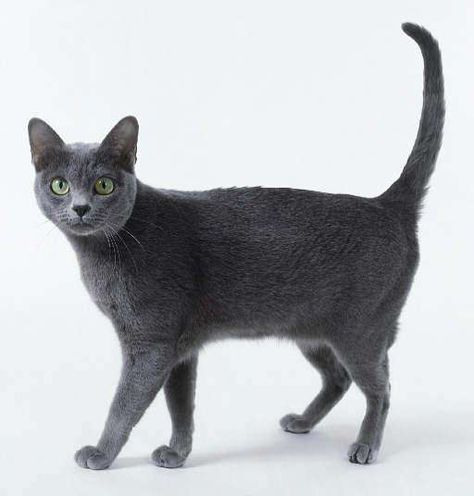 Kellas Cat=Cute Hybrid Cats | List of Domestic and Wild Cat Crossbreeds Korat Cat, Hybrid Cat, Rare Cats, Korat, Russian Blue Cat, Cat Pose, Russian Blue, Anime Cat, Cat Aesthetic