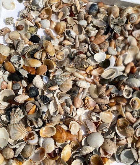 Tiny Mini Small Seashells Variety Lot for Crafting DIY - Etsy Art For Walls, Diy Beach, Beach Diy, Beach Crafts, Art Deco Ring, Arts And Crafts For Kids, Beach Themes, Coastal Decor, Art For Sale