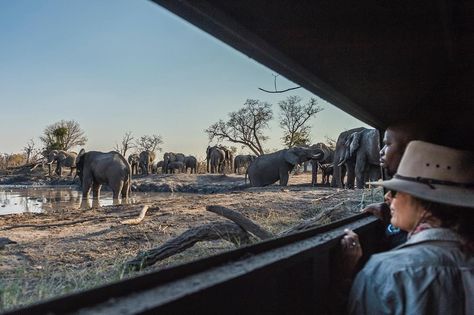 Game viewing at the watering hole - hides are a fantastic place to watch Africa's wildlife go about their business ! #ecoluxury #african_portraits #reisereise #reiselust #afrikasafari wilderness safaris Safari Holiday, Ivory Trade, Gorilla Trekking, Africa Wildlife, Watering Hole, Eco Luxury, Save The Elephants, Wildlife Safari, Africa Safari