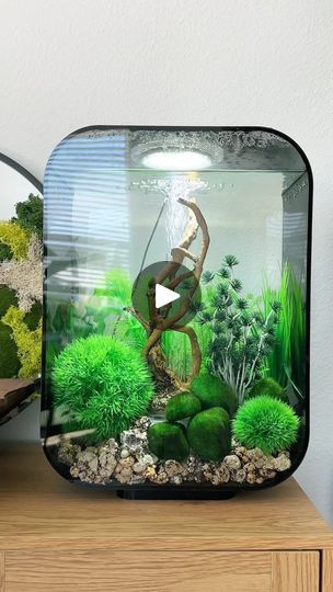 14K views · 66K reactions | My inner child is so happy 🥹 having an aquarium again but as an adult hits different 😮‍💨 thanks to @biorb_americas for this beautiful Life 15 aquarium! #gifted

Will do an in depth video soon!

#biorb #biorbaquarium #biorblife #aquarium #aquariumhobby #aquariumsofinstagram | Britt Parrish | botanicallybe · Original audio My Inner Child, Hits Different, 10k Views, Indoor Plant, In Depth, Inner Child, Beautiful Life, Aquariums, Life Is Beautiful