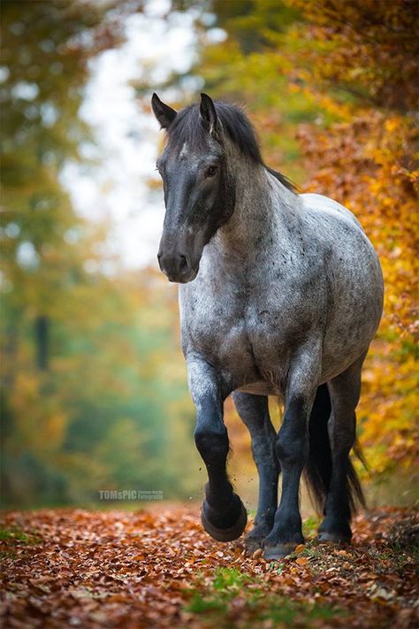 Big beautiful draft size gray grey horse in autumn horse photography. Noriker Horse, Blue Roan Horse, Blue Roan, Most Beautiful Horses, Grey Horse, Majestic Horse, All The Pretty Horses, Horse Crazy, Draft Horses